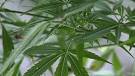 Maryland Senate Votes To Decriminalize Marijuana | Vibe