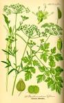 File:Illustration <b>Petroselinum</b>