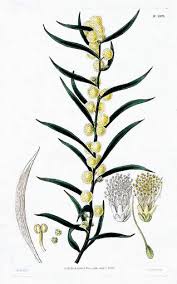 Image result for "Acacia lanigera"