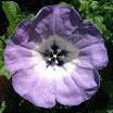 <b>SOLANACEAE</b> - The Potato Family