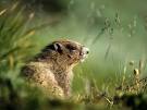 Groundhogs, Groundhog Pictures, Grounghog Facts - National Geographic