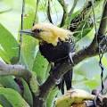 Birdfinders – Birdwatching Holidays – Brazil