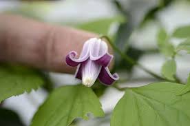 Image result for Clematis lasiandra