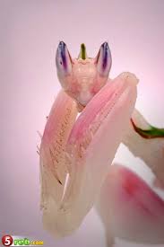 فرس الأوركيد الماليزي .. أحد أجمل الحشرات في العالم Images?q=tbn:ANd9GcQ2P6QDbKHPPRYsOTMmXbV3qv6tuZ-kH-TLX3niChn0g0VRvgIhJg
