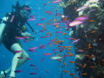 Diving in Maldives « Crystals Sandy Maldives