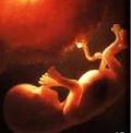 The argument that the <b>fetus</b> is