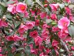 File:<b>Camellia</b> x williamsii