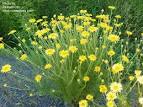 <b>Anthemis</b> tinctoria L.