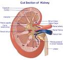 Handling, Determination of Renal Failure Diagnosis - Kidney ...