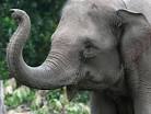 elephant pronunciation