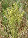 File:<b>Artemisia annua</b>.jpeg