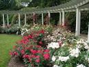 Projo Garden Blog