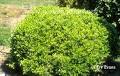 Shrubs: <b>Ilex vomitoria</b> 'Nana'