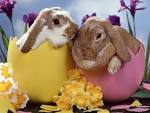Happy Easter - Babies Pets and Animals Wallpaper (21354549) - Fanpop