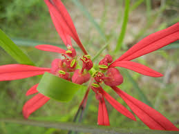 Image result for Euphorbia colorata