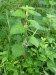 File:<b>Mentha</b> arvensis