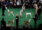 at the 136th annual Westminster Kennel Club dog show, Monday, Feb.