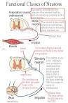 BIOL 237 Class Notes - Neurology