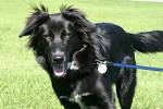 Taj MuttHall Dog Diary: Famous Last Words