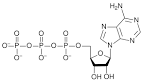 <b>Adenosine Triphosphate</b> (<b>ATP</b>)