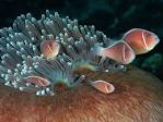 Anemone Picture -- Underwater Photo -- National Geographic Photo ...