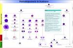 File:<b>Hematopoiesis</b> (human)