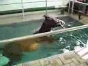 HORSE RESCUED AFTER SWIMMING 2 MILES INTO OCEAN - Worldnews.