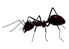 ماذا تعرف على النمل ......؟ Images?q=tbn:ANd9GcQBTrN0JTrWR2jLMocpi4O8DtZkfwjZova-vJsffYz96DWQvW3E
