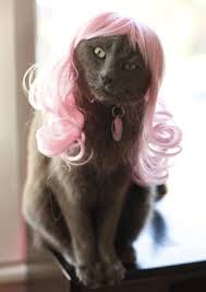 Shopping for the latest Products For Kitty Images?q=tbn:ANd9GcQCs-C_lPiOlVPKHzlYGxhVa_QdOstiJhi7_19V0w7J-no6aNg&t=1&usg=__aln0o5wIG0JbVwA69Zsbyt-T0Y8=