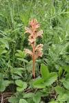 File:<b>Orobanche</b> alba 020607.jpg