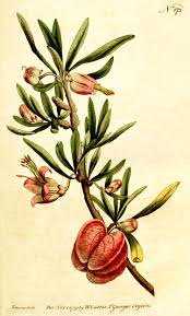 Image result for "Aitoniaceae"