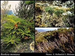 Image result for "dryandra sp. stirling range (f.lullfitz 3379)" OR "dryandra sp. stirling range" OR "dryandra sp. (f. lullfitz 3379; stirling range)" OR "dryandra sp." OR "banksia montana" OR "dryandra montana"