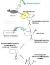 <b>Monoclonal antibody</b> production