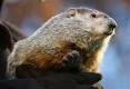 Relief on the way? PUNXSUTAWNEY PHIL predicts ... - TODAY Pets ...