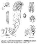 <b>Nyctaginaceae</b> Juss.