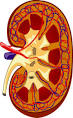Corte frontal del <b>riñón</b>