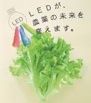 Super lettuce' grown under LED lights in Japan