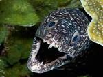 Miercoles Megafauna: Spotted Moray | Abyss Dive