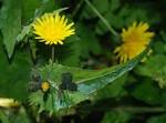 File:<b>Sonchus</b> February 2008-1.