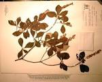 Fairchild Tropical Botanic Garden Botanical Resource Center and