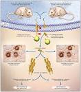 efectora de beta <b>amiloide</b>