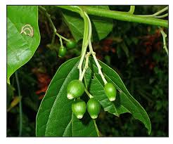 Image result for "Styrax rossamalus"