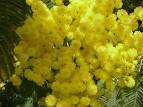 called: <b>mimosa</b>, because the