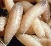 A picture of a <b>Screwworm</b>