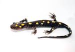 List of amphibians of Alabama - Wikipedia, the free encyclopedia