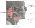 <b>Salivary Gland Disorders</b>