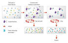 co-<b>immunoprecipitation</b>