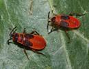 Chinche roja o de las malvas (Pyrrhocoris apterus)