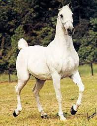 تاريخ الحصان العربي في العالم Images?q=tbn:ANd9GcQK1eKL0--Op3sibt6ZdkBbT2FXmJvgZmAVHQUTvlatNiBoY3K6hA