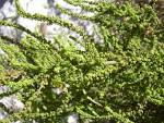 <b>Chenopodium ambrosioides</b>.